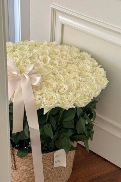 101 white roses ❤️